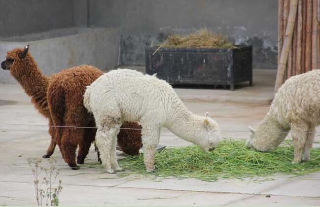 羊驼3.jpg